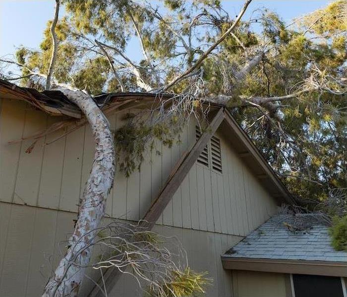 Tree on roof of house.